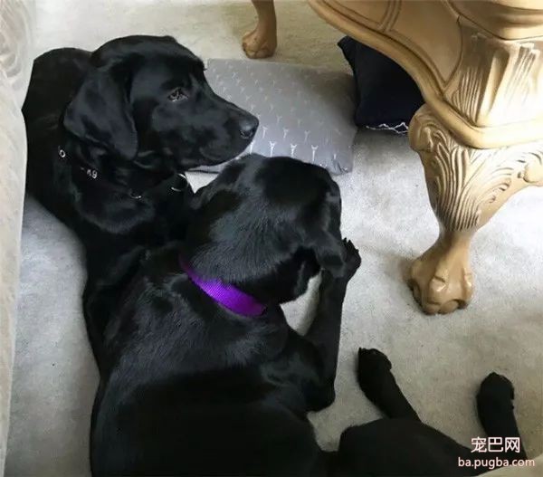 拉布拉多惨遭中央情报局除名，美国网友却拍手叫好？-11.jpeg
