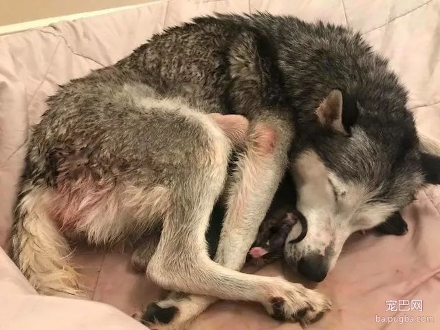 “狗狗正在我老公车上生娃……请千万不要告诉他！”-5.jpg