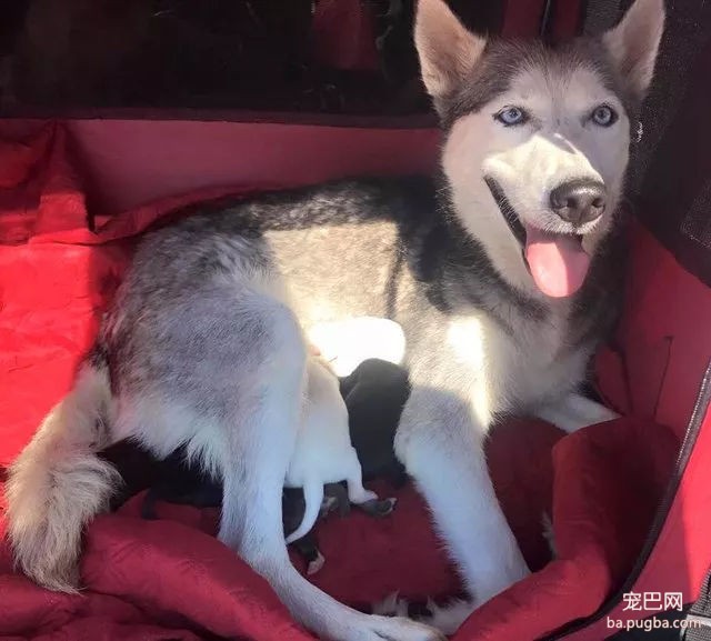 “狗狗正在我老公车上生娃……请千万不要告诉他！”-11.jpg