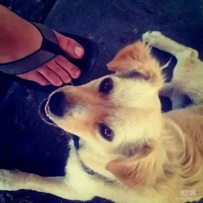 一组狗狗的老照片：有些羁绊，永不褪色-13.jpeg