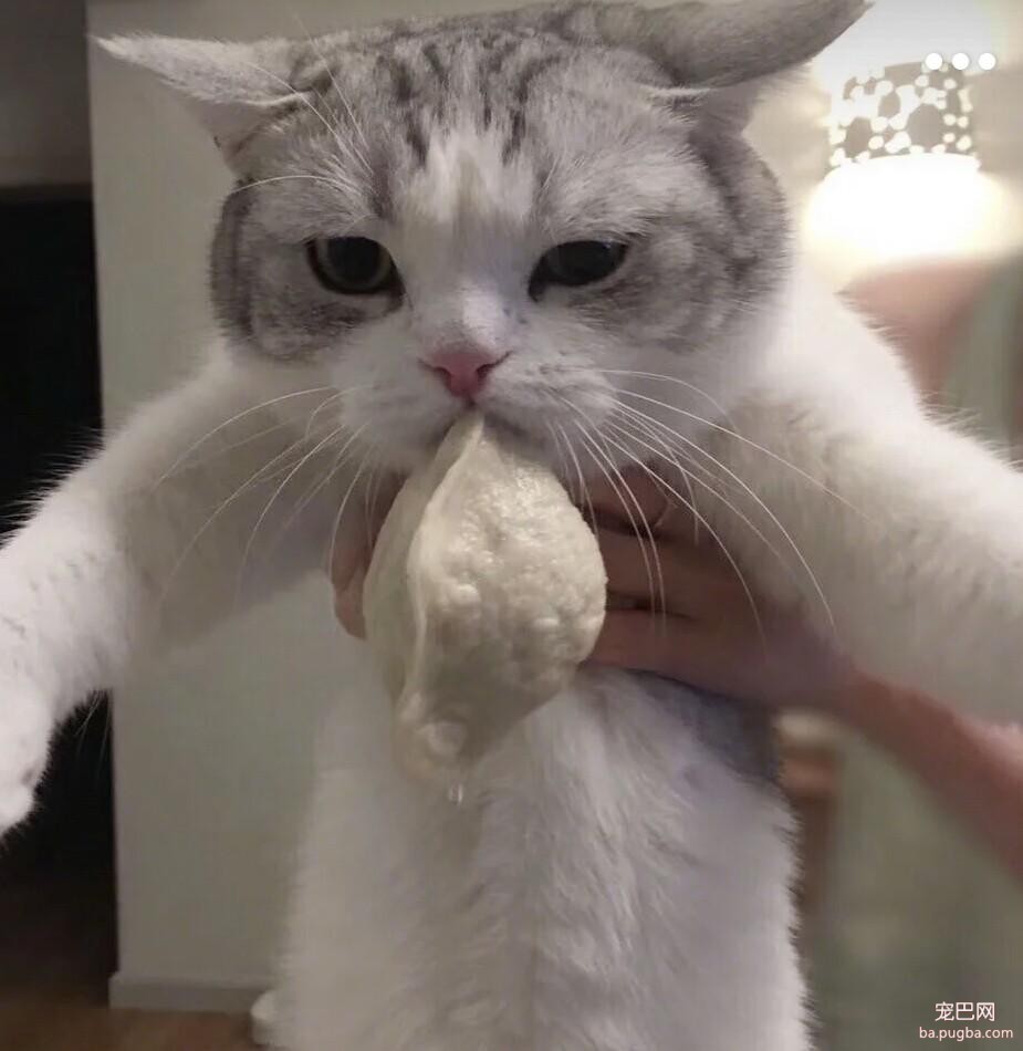 猫咪在家频频偷吃，被铲屎官抓住以后，居然用这种方式惩罚它-2.jpeg