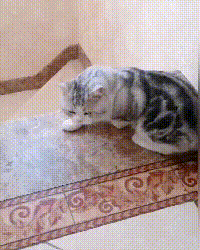 猫咪在家频频偷吃，被铲屎官抓住以后，居然用这种方式惩罚它-4.gif