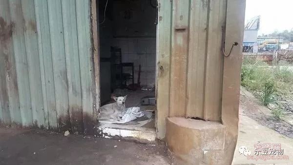 老迈忠犬坚守空房等待主人，清水野草为食，且拒绝几百人收养！-1.jpeg