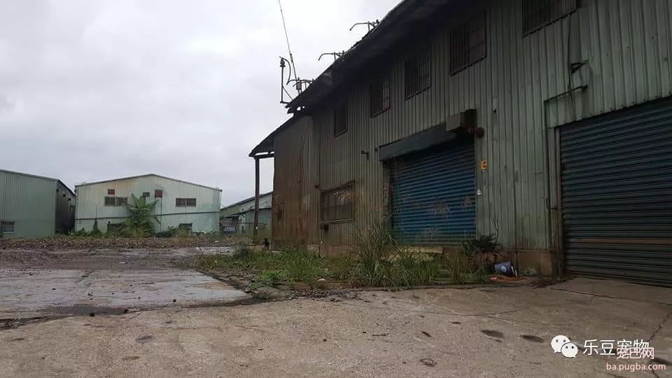 老迈忠犬坚守空房等待主人，清水野草为食，且拒绝几百人收养！-3.jpeg