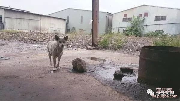 老迈忠犬坚守空房等待主人，清水野草为食，且拒绝几百人收养！-4.jpeg