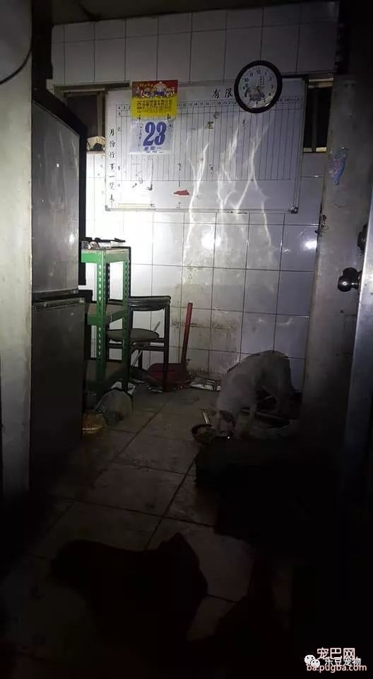 老迈忠犬坚守空房等待主人，清水野草为食，且拒绝几百人收养！-5.jpeg