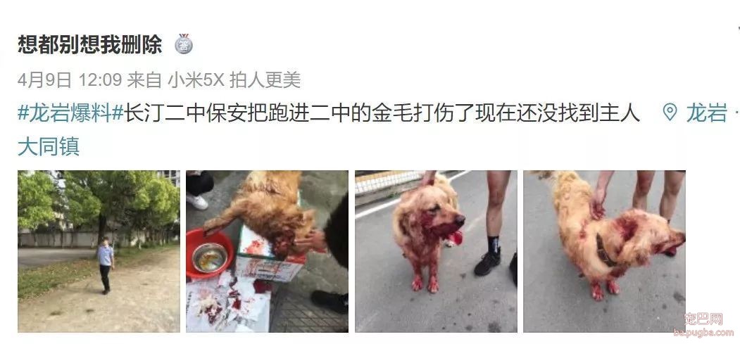 大金毛误入校园被虐杀，更让人寒心的是校方的态度：敢散播就开除！-4.jpeg