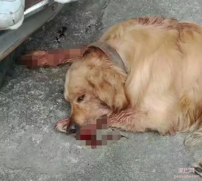 大金毛误入校园被虐杀，更让人寒心的是校方的态度：敢散播就开除！-11.jpeg