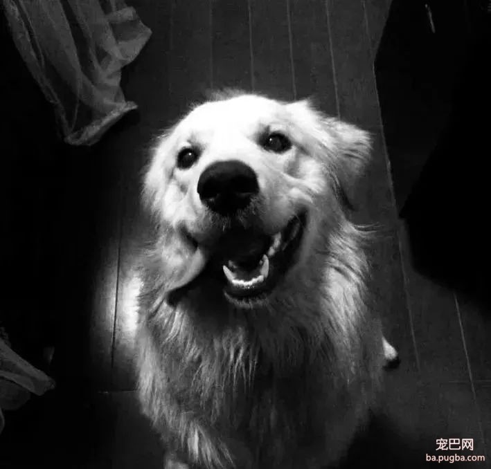 大金毛误入校园被虐杀，更让人寒心的是校方的态度：敢散播就开除！-12.jpeg