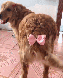 我家狗以为，它是我亲生的……-2.gif