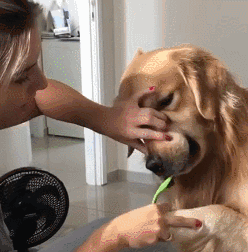 我家狗以为，它是我亲生的……-7.gif