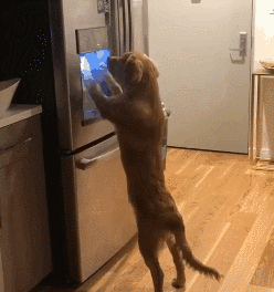 我家狗以为，它是我亲生的……-8.gif