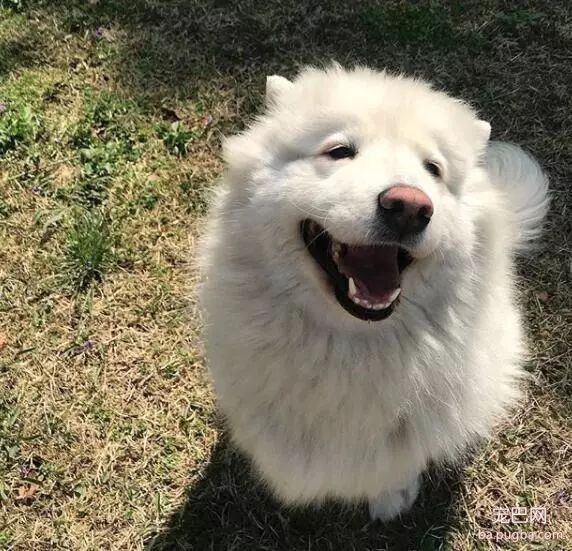 狗狗真能听懂人话吗？科学家：当然是真的！-4.jpeg