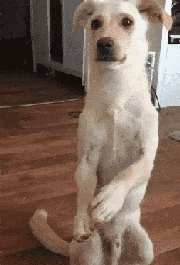 狗狗真能听懂人话吗？科学家：当然是真的！-2.gif