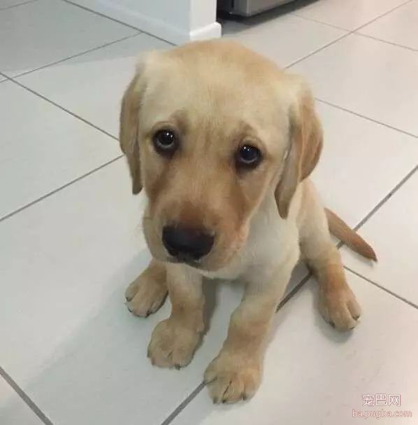 狗狗真能听懂人话吗？科学家：当然是真的！-6.jpeg