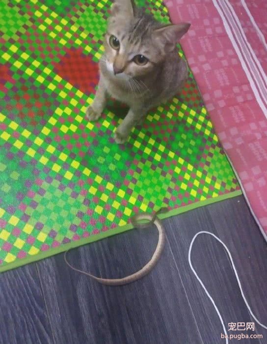 猫咪咬破耳机被主人骂跑，然后给主人带回来条小蛇：我不欠你的了！-2.jpeg