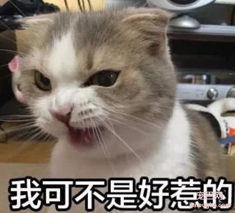 猫咪咬破耳机被主人骂跑，然后给主人带回来条小蛇：我不欠你的了！-4.jpeg