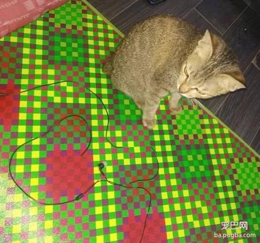 猫咪咬破耳机被主人骂跑，然后给主人带回来条小蛇：我不欠你的了！-5.jpeg