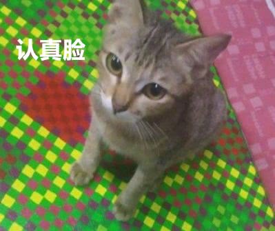 猫咪咬破耳机被主人骂跑，然后给主人带回来条小蛇：我不欠你的了！-3.jpeg