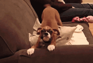 狗狗这么撒娇，你受得了吗？-4.gif