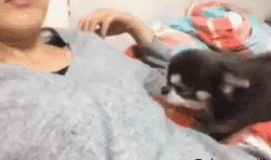狗狗这么撒娇，你受得了吗？-7.gif
