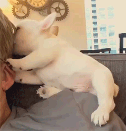 狗狗这么撒娇，你受得了吗？-9.gif