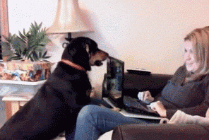 狗狗这么撒娇，你受得了吗？-12.gif