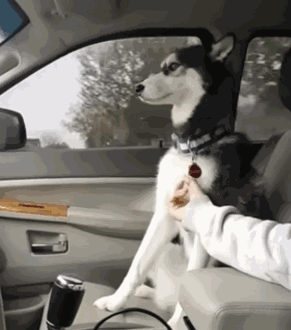 狗狗这么撒娇，你受得了吗？-13.gif