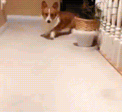 狗狗这么撒娇，你受得了吗？-16.gif