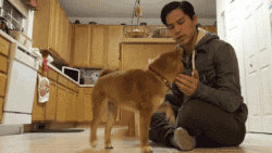 狗狗这么撒娇，你受得了吗？-17.gif