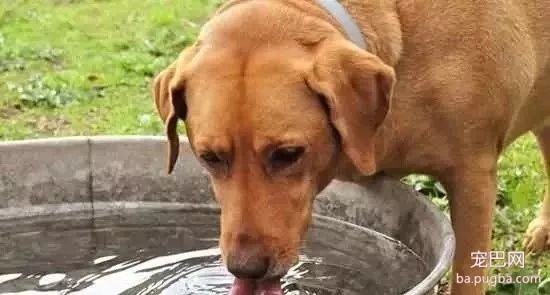 预防疾病，从狗狗的食盆水盆刷起！-2.jpeg