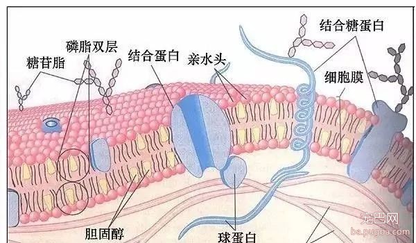 预防疾病，从狗狗的食盆水盆刷起！-3.jpeg
