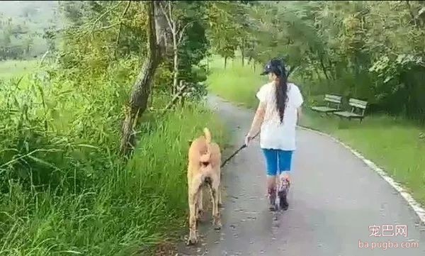 牵着只大狗出门遛，结果路人惊呆了：现在流行遛牛？-3.jpeg