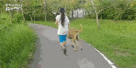 牵着只大狗出门遛，结果路人惊呆了：现在流行遛牛？-2.gif