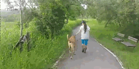 牵着只大狗出门遛，结果路人惊呆了：现在流行遛牛？-4.gif