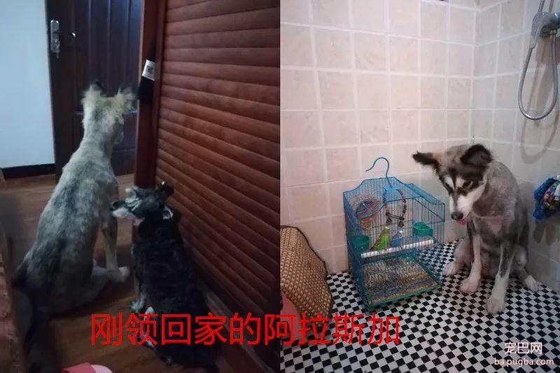 阿拉斯加惨遭主人抛弃，再次被收养后竟....！-1.jpeg