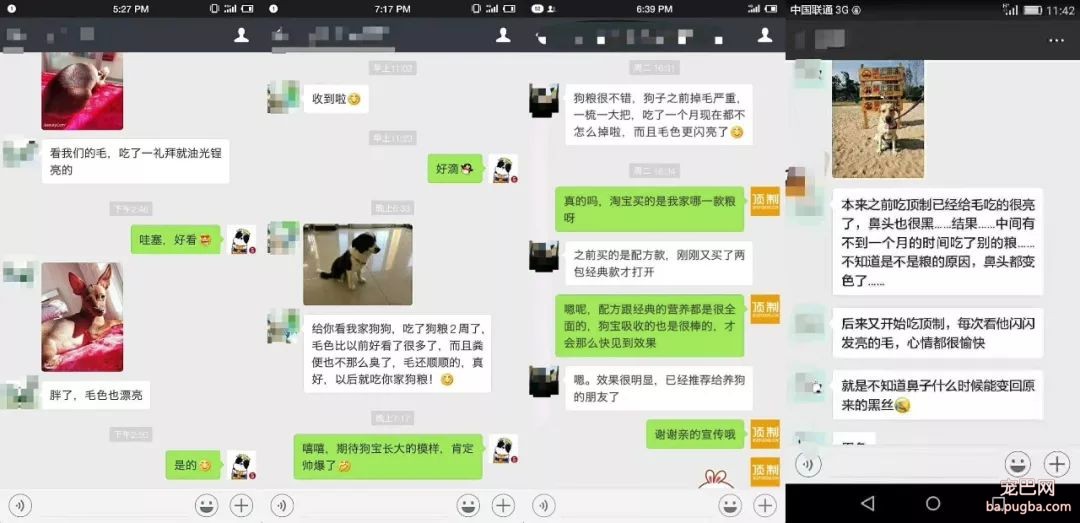 阿拉斯加惨遭主人抛弃，再次被收养后竟....！-4.jpeg