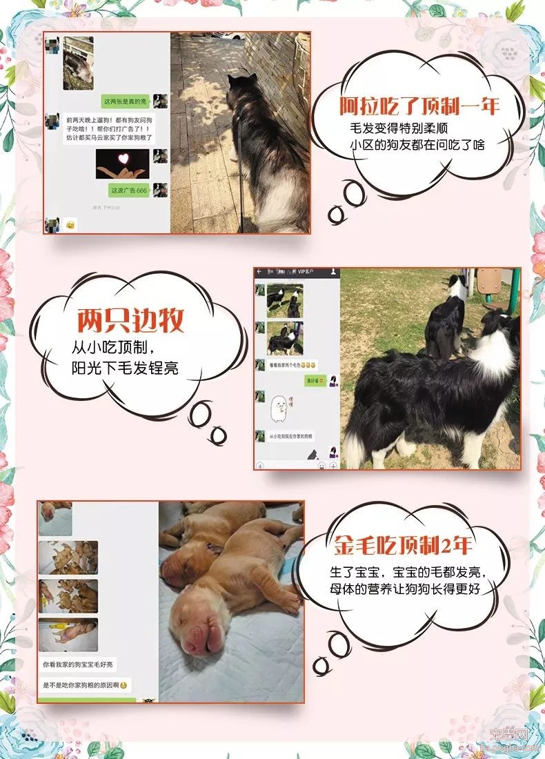 阿拉斯加惨遭主人抛弃，再次被收养后竟....！-5.jpeg