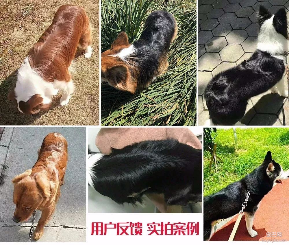 阿拉斯加惨遭主人抛弃，再次被收养后竟....！-6.jpeg