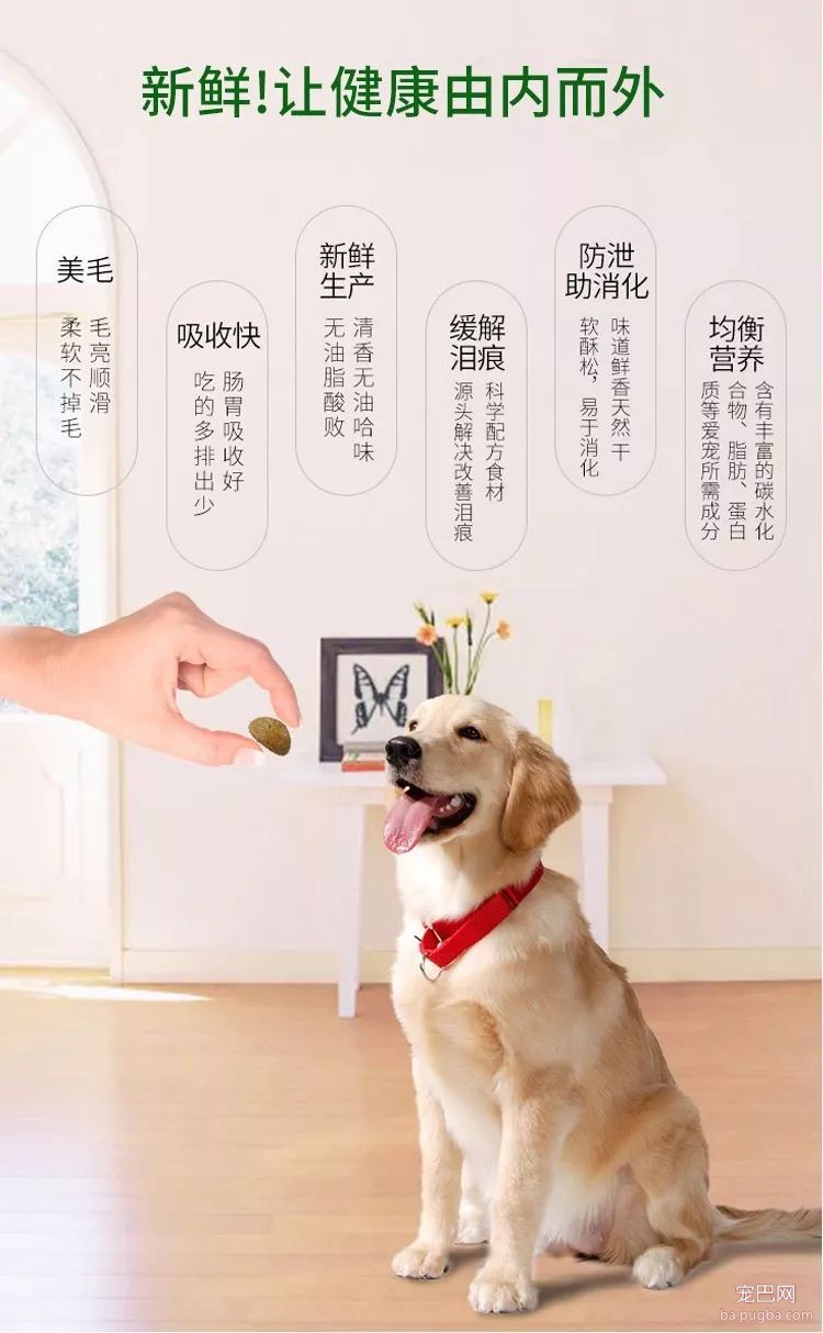 阿拉斯加惨遭主人抛弃，再次被收养后竟....！-15.jpeg