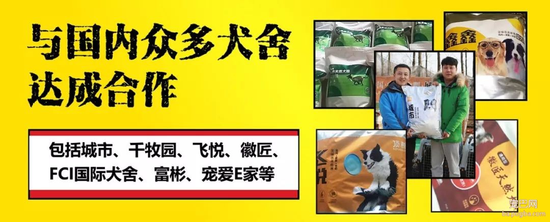 阿拉斯加惨遭主人抛弃，再次被收养后竟....！-19.jpeg