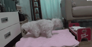狗狗总是咳嗽却查不出病因，专家：它在演戏！-2.gif