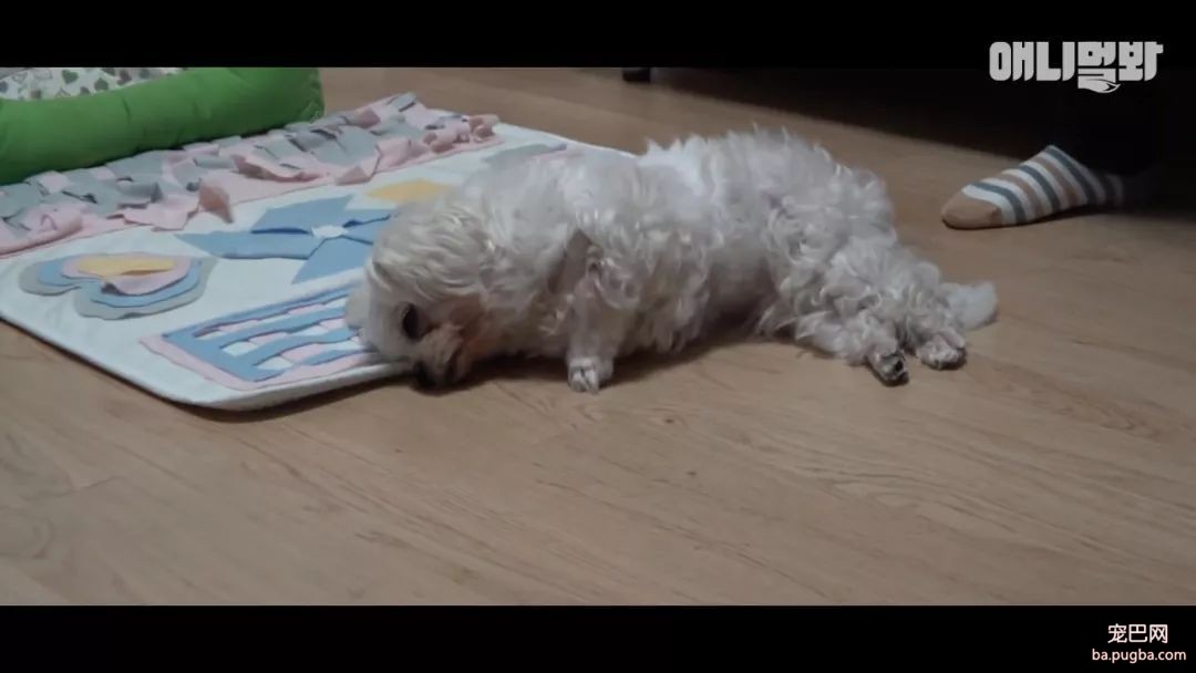 狗狗总是咳嗽却查不出病因，专家：它在演戏！-4.jpeg