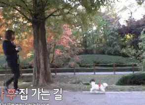 狗狗总是咳嗽却查不出病因，专家：它在演戏！-3.gif