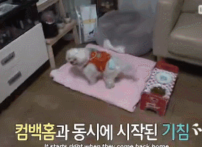 狗狗总是咳嗽却查不出病因，专家：它在演戏！-6.gif