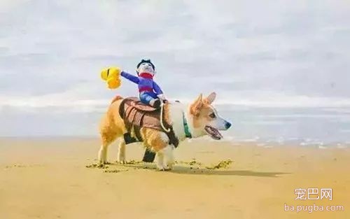狗狗夏日中暑最易被忽视，预防与急救你该这样做-3.jpeg