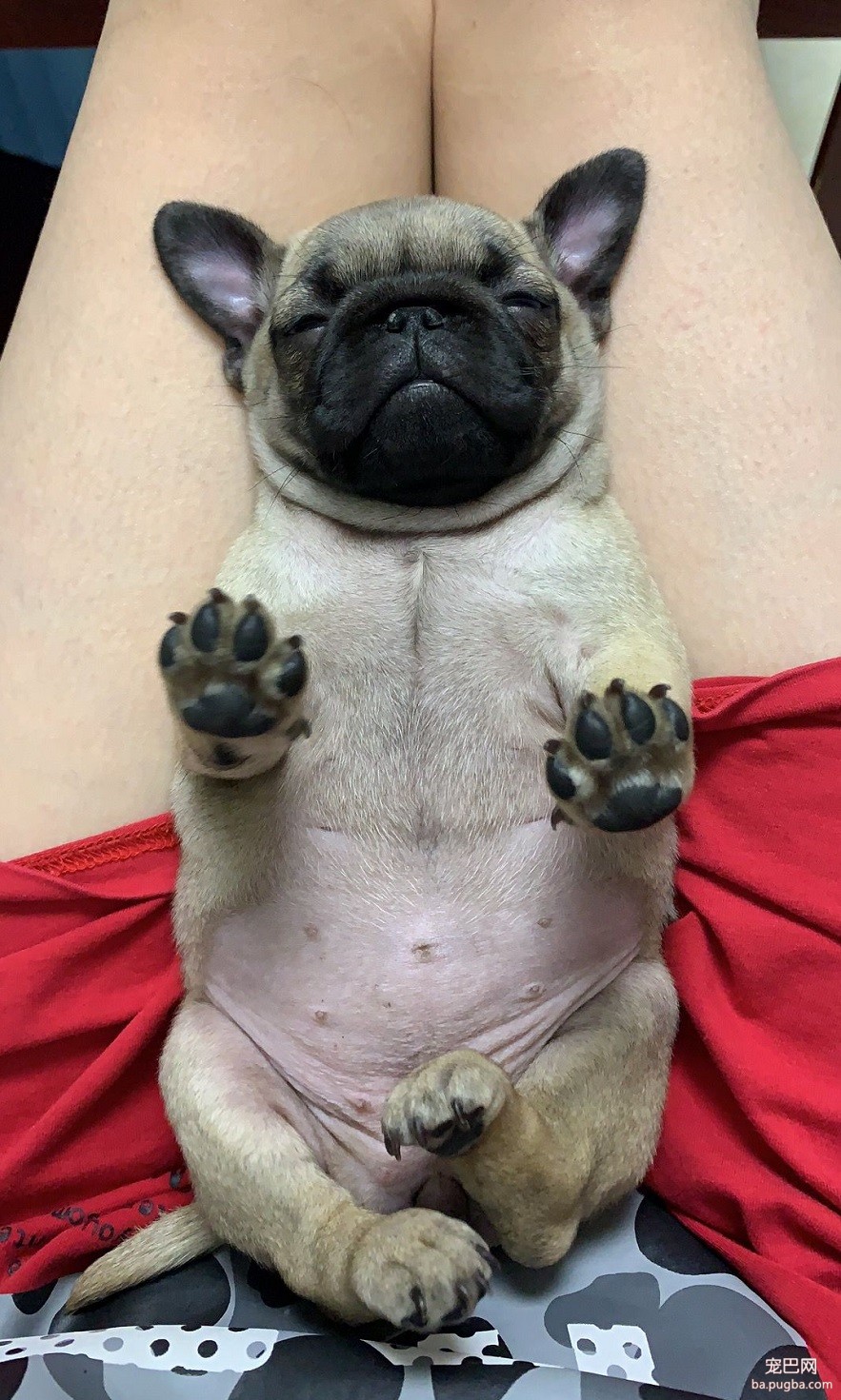 巴哥犬-小丸子