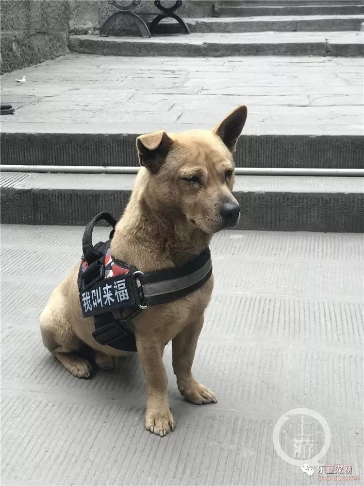 山城土狗来福，每天有几百游客争相和它合影！靠着忠诚走红！-1.jpeg
