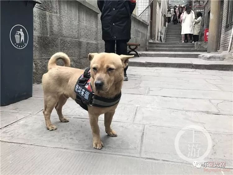 山城土狗来福，每天有几百游客争相和它合影！靠着忠诚走红！-4.jpeg