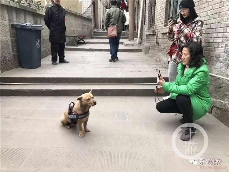 山城土狗来福，每天有几百游客争相和它合影！靠着忠诚走红！-5.jpeg